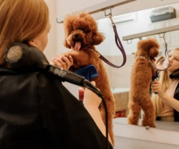 The Importance of Regular Grooming for Your Pet's Well-being