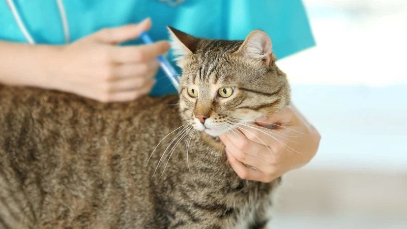 How to Prevent and Treat Heartworm Disease in Pets: Expert Tips