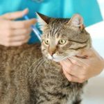 How to Prevent and Treat Heartworm Disease in Pets: Expert Tips