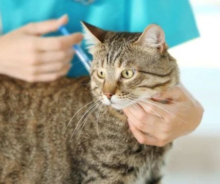 How to Prevent and Treat Heartworm Disease in Pets: Expert Tips