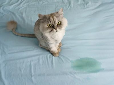 How to Spot and Treat Pet Urinary Issues