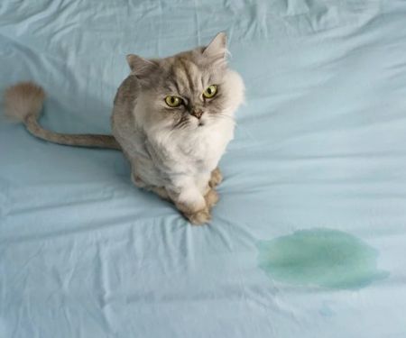 How to Spot and Treat Pet Urinary Issues