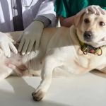 How to Spot and Treat Bloat in Dogs