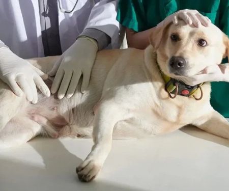 How to Spot and Treat Bloat in Dogs