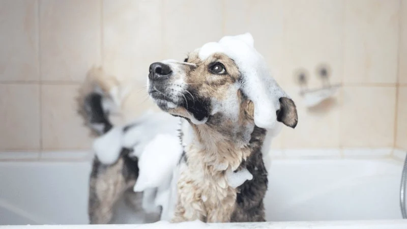 How to Choose the Best Pet Shampoo for Your Pet’s Coat Type
