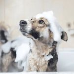How to Choose the Best Pet Shampoo for Your Pet’s Coat Type