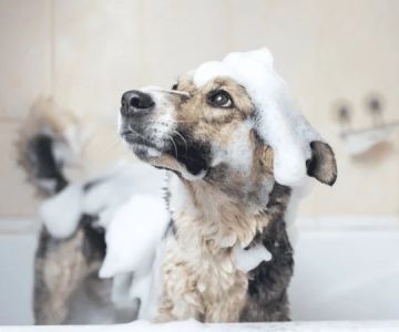 How to Choose the Best Pet Shampoo for Your Pet’s Coat Type