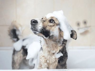 How to Choose the Best Pet Shampoo for Your Pet’s Coat Type