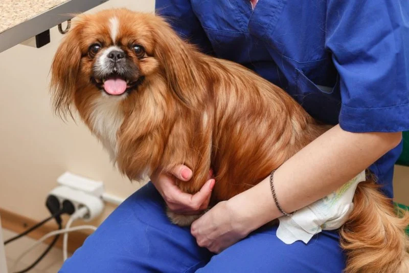 How to Prevent and Treat Urinary Tract Infections in Pets