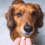 How to Choose the Best Supplements for Your Pet’s Joint Health