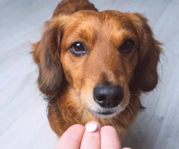 How to Choose the Best Supplements for Your Pet’s Joint Health