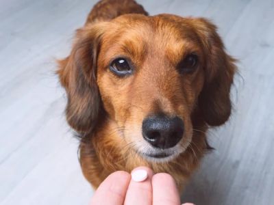 How to Choose the Best Supplements for Your Pet’s Joint Health