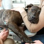 How to Spot and Treat Common Digestive Problems in Pets