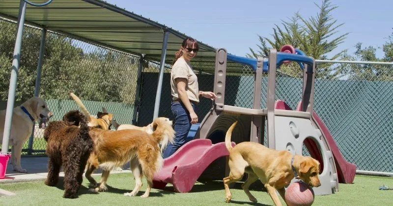How to Choose the Right Pet Boarding Facility