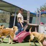 How to Choose the Right Pet Boarding Facility