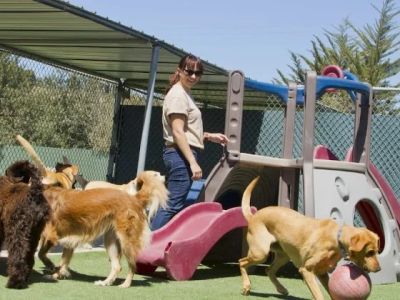 How to Choose the Right Pet Boarding Facility