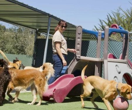 How to Choose the Right Pet Boarding Facility