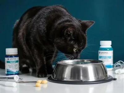 How to Prevent and Treat Urinary Tract Issues in Cats and Dogs