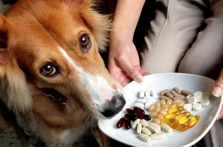 How to Manage Pet Health with the Right Supplements | Brothers Pets
