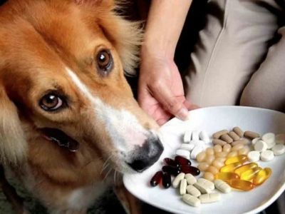 How to Manage Pet Health with the Right Supplements | Brothers Pets
