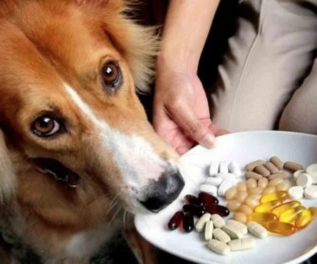 How to Manage Pet Health with the Right Supplements | Brothers Pets