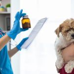 How to Recognize and Treat Pet Allergies and Sensitivities