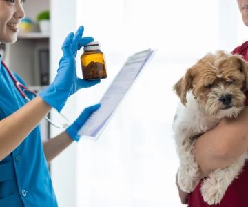 How to Recognize and Treat Pet Allergies and Sensitivities