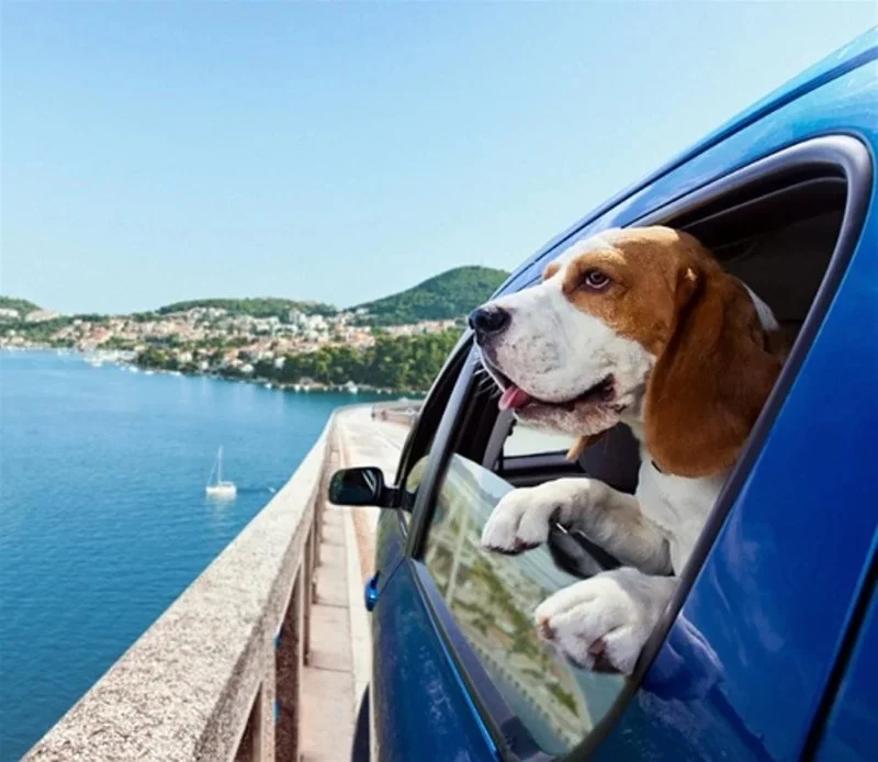How to Safely Travel with Your Pet: Tips for Road Trips and Flights