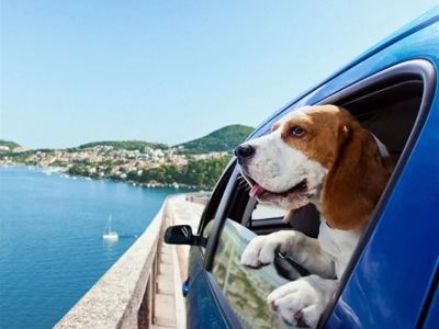 How to Safely Travel with Your Pet: Tips for Road Trips and Flights