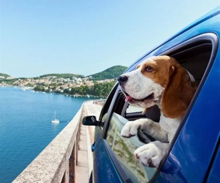 How to Safely Travel with Your Pet: Tips for Road Trips and Flights