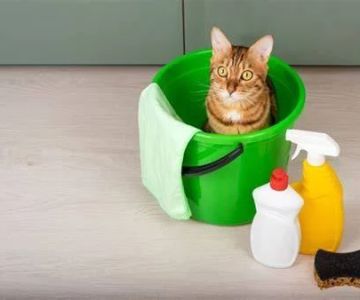 How to Keep Your Pet’s Environment Clean and Safe