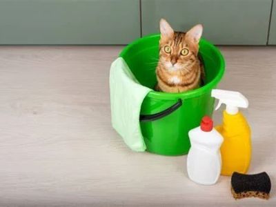 How to Keep Your Pet’s Environment Clean and Safe