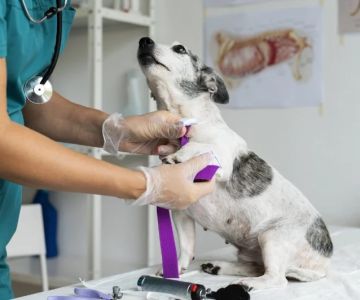 The Importance of Regular Vet Check-Ups for Preventive Care