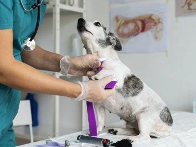 The Importance of Regular Vet Check-Ups for Preventive Care