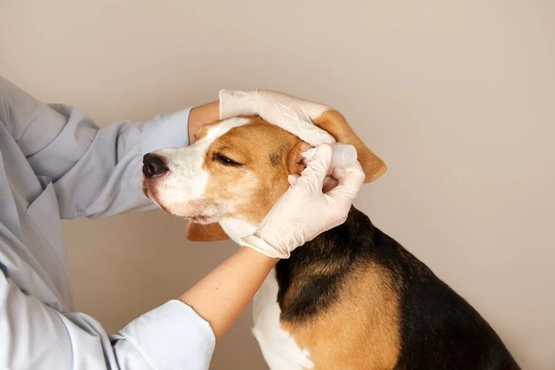 How to Recognize and Treat Ear Infections in Pets - A Comprehensive Guide