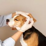 How to Recognize and Treat Ear Infections in Pets - A Comprehensive Guide