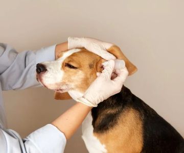 How to Recognize and Treat Ear Infections in Pets - A Comprehensive Guide