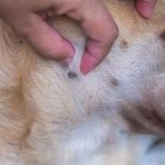 How to Recognize and Treat Lyme Disease in Dogs
