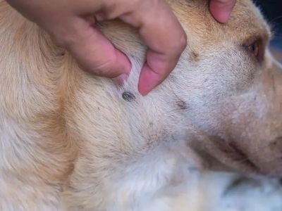 How to Recognize and Treat Lyme Disease in Dogs