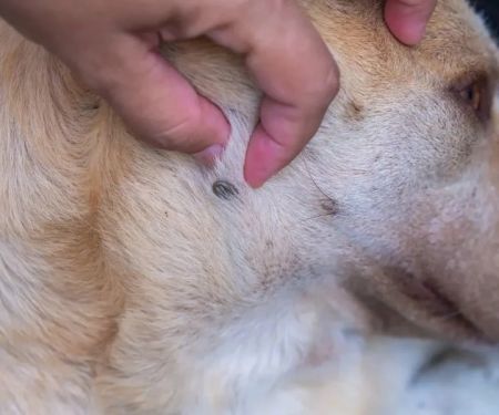 How to Recognize and Treat Lyme Disease in Dogs