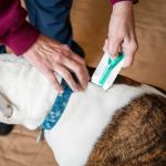 How to Treat and Prevent Flea Infestations in Pets
