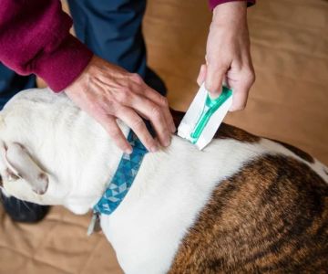 How to Treat and Prevent Flea Infestations in Pets