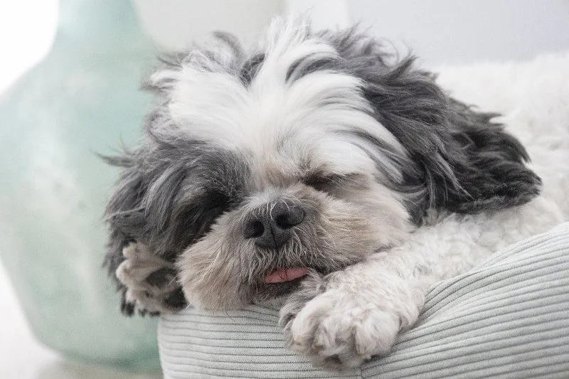 How to Safely Handle Pet Emergencies: A First-Aid Guide