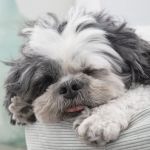 How to Safely Handle Pet Emergencies: A First-Aid Guide