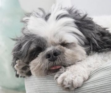 How to Safely Handle Pet Emergencies: A First-Aid Guide