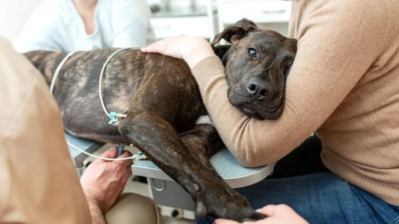 How to Recognize and Treat Liver Disease in Pets