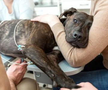 How to Recognize and Treat Liver Disease in Pets