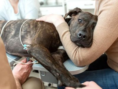 How to Recognize and Treat Liver Disease in Pets