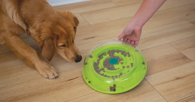 How to Choose the Best Pet Toys for Mental and Physical Health | Tips for Pet Owners