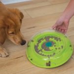How to Choose the Best Pet Toys for Mental and Physical Health | Tips for Pet Owners